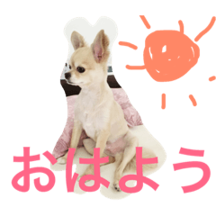 [LINEスタンプ] 犬♡チワワ♡ルビーくんの日常♡