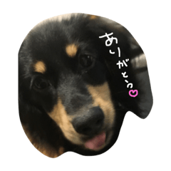 [LINEスタンプ] むさし スタンプ 2