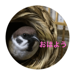 [LINEスタンプ] スズメのPちゃん