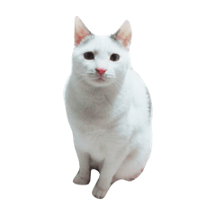 [LINEスタンプ] charmingkitty