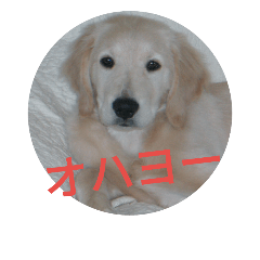 [LINEスタンプ] ゴールデン・リトリバー まり