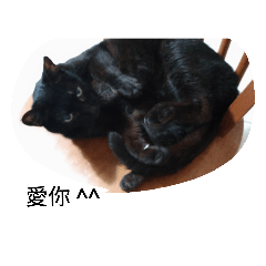 [LINEスタンプ] cute black cat lovely lucky