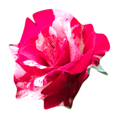 [LINEスタンプ] Chaba ＆ Rose