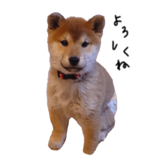 [LINEスタンプ] 柴犬のこはるちゃん