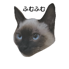 [LINEスタンプ] シャム猫のむー太①