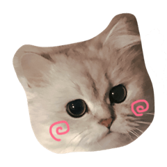 [LINEスタンプ] ねこ ペルシャの日常スタンプ