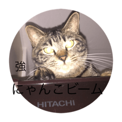 [LINEスタンプ] happy cats 8