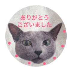 [LINEスタンプ] Russian Blue fuchan_