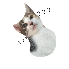 [LINEスタンプ] niku meow