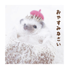 [LINEスタンプ] 雨家のハリネズミ
