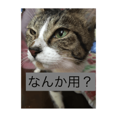 [LINEスタンプ] わたしのねこちゃん