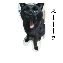 [LINEスタンプ] 増量猫写真スタンプです