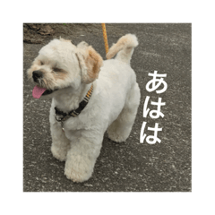 [LINEスタンプ] 愛犬くうたん2