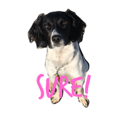 [LINEスタンプ] Loki the Brittany