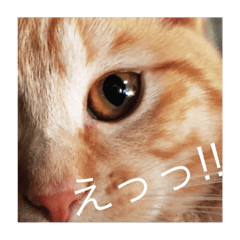 [LINEスタンプ] seepeco