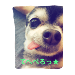 [LINEスタンプ] 黒豆ちわわのびった