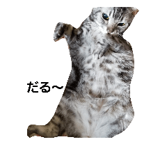 [LINEスタンプ] リアルな可愛い猫！