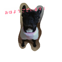 [LINEスタンプ] frenchbulldog  kyarii