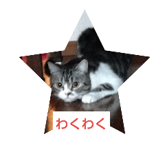 [LINEスタンプ] 愛猫 銀次郎 3の画像（メイン）