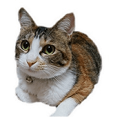 [LINEスタンプ] 千葉千版 猫の写真のスタンプ