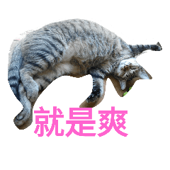 [LINEスタンプ] cats carzy