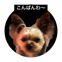 [LINEスタンプ] komaro3
