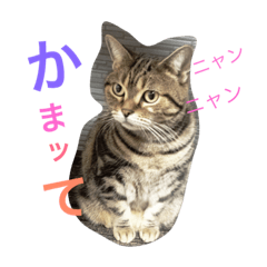 [LINEスタンプ] うちのニャン子