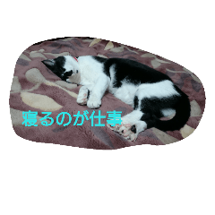 [LINEスタンプ] 猫のぼっちゃんとじょうちゃん