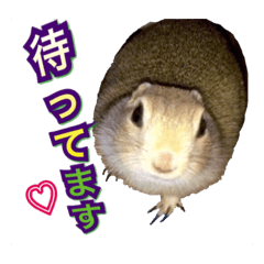 [LINEスタンプ] ジリスのメロン（日常会話）