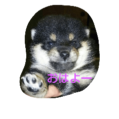 [LINEスタンプ] ペットハウスshunka