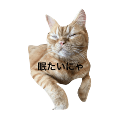 [LINEスタンプ] うちのーねこ