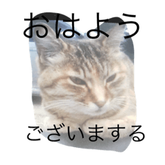 [LINEスタンプ] ゆずりーのスタンプ