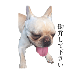 [LINEスタンプ] フレンチブルドッグうめきち