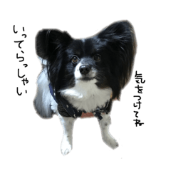 [LINEスタンプ] うちの犬 パピヨンの画像（メイン）