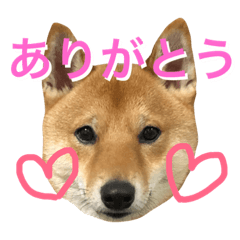 [LINEスタンプ] 柴犬 海凪 2