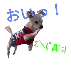 [LINEスタンプ] ☆こはく☆