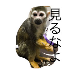 [LINEスタンプ] サンケ