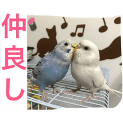 [LINEスタンプ] 仲良しのセキセイインコ達