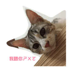 [LINEスタンプ] Itchy cat