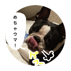 [LINEスタンプ] 宇治のボストンテリア犬 つくし4