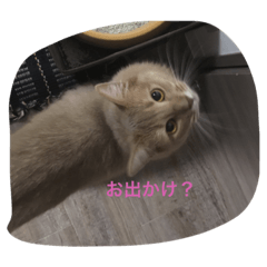 [LINEスタンプ] ここあ （ねこ）その2