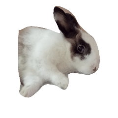 [LINEスタンプ] rabbit bunny_Albert