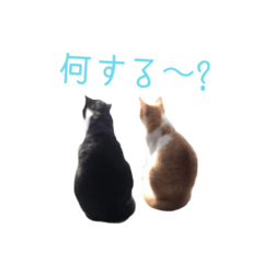 [LINEスタンプ] 猫犬