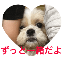[LINEスタンプ] 愛犬Colonのスタンプの画像（メイン）