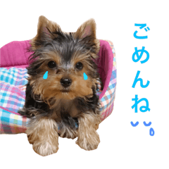 [LINEスタンプ] ヨーキーのピノさん