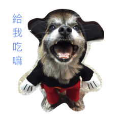 [LINEスタンプ] Old dog's daily