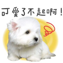 [LINEスタンプ] West Highland White Terrier-King