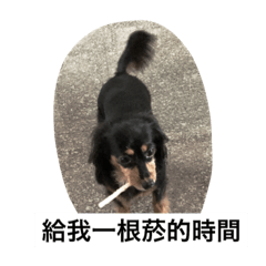 [LINEスタンプ] dog life 24