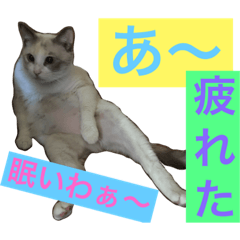 [LINEスタンプ] 沖縄生まれのカワイイニャンコ