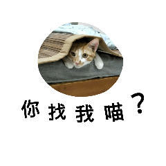 A-Tsai cat